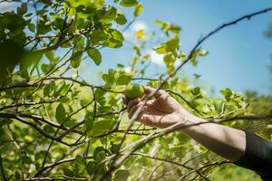 handen van een persoon plukken groen citroenen in een tuinman, persoon oogsten onrijp citroenen Bij een natuurlijk tuinman. concept van persoon plukken citroenen in de veld- foto