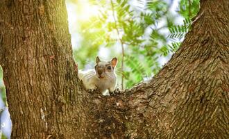 een eekhoorn in een boom staren, schattig eekhoorn in een boom Bij zonsondergang, grijs eekhoorn in een boom staren Bij de camera foto