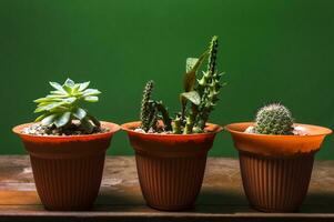 cactus planten in pot Aan groen achtergrond, drie schattig natuurlijk cactussen geïsoleerd Aan groen achtergrond. foto