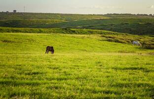twee paarden aan het eten gras samen in de veld, heuvel met twee paarden aan het eten gras, twee paarden in een weide foto