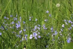 blauwe kleine bloemen in groen gras in de vroege zomer foto