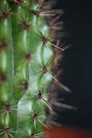 cactus close-up stenocereus thurberi familie cactaceae modern botanisch foto