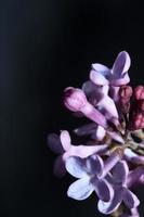 bloem bloesem macro achtergrond syringa vulgaris familie oleaceae afdrukken foto
