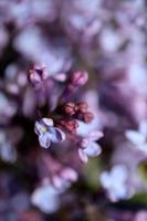 bloem bloesem close up achtergrond syringa vulgaris familie oleaceae foto