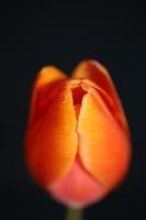 tulp bloem close-up achtergrond familie liliaceae botanisch modern foto