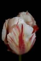 tulp bloem close-up achtergrond familie liliaceae botanisch modern foto