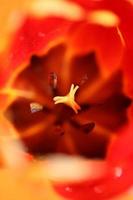 tulp bloem close-up achtergrond familie liliaceae botanisch modern foto