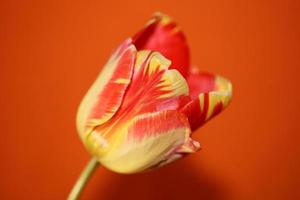 tulp bloem close-up achtergrond familie liliaceae botanisch modern foto