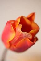 tulp close-up achtergrond familie liliaceae botanisch modern prints foto