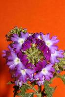 kleurrijke bloem bloesem close-up verbena hybride familie verbenaceae