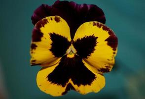 altviool bloem bloesem familie violaceae close-up botanische print foto