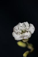 bloem bloesem close-up achtergrond botanisch hoge kwaliteit groot formaat foto