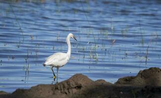 een wit reiger in de water vissen, detailopname van een reiger in de water, een wit reiger in de water zoeken voor vis, jacht- vogel foto