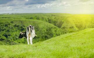 een koe aan het eten gras in de vers veld, een kalf aan het eten gras Aan een groen heuvel met kopiëren ruimte foto