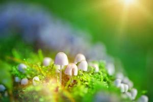 natuurlijke schimmel paddenstoel in de groene natuur foto