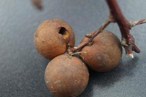 cynips quercusfolii galballen op eikenblad foto