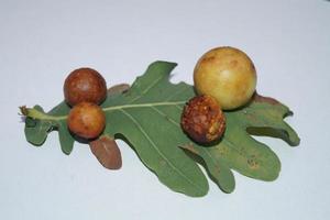 cynips quercusfolii galballen op eikenblad foto