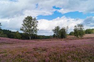 in het natuurreservaat fischbeker heide naast hamburg duitsland foto