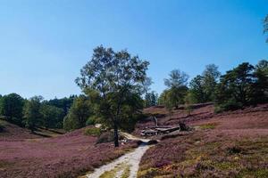 in het natuurreservaat fischbeker heide naast hamburg duitsland foto