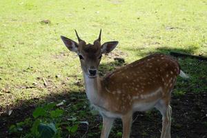 in het natuurreservaat fischbeker heide naast hamburg duitsland foto