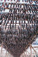 lucht drogen van Zalm Aan een houten structuur in de Scandinavisch winter. traditioneel manier van voorbereidingen treffen en drogen vis in Scandinavisch landen foto