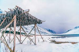 lucht drogen van Zalm Aan een houten structuur in de Scandinavisch winter. traditioneel manier van voorbereidingen treffen en drogen vis in Scandinavisch landen foto