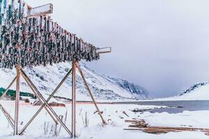 lucht drogen van Zalm Aan een houten structuur in de Scandinavisch winter. traditioneel manier van voorbereidingen treffen en drogen vis in Scandinavisch landen foto