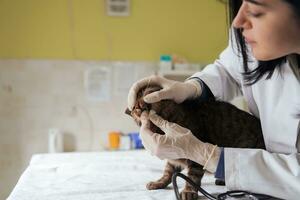 dierenkliniek. vrouwelijk doktersportret in het dierenziekenhuis met schattige zieke kat foto