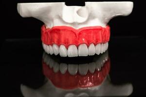 lager menselijk kaak met tanden anatomie model- geïsoleerd Aan zwart achtergrond. gezond tanden, tandheelkundig zorg en orthodontisch medisch concept. foto