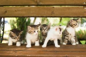vijf kittens op een bankje, in de zomer