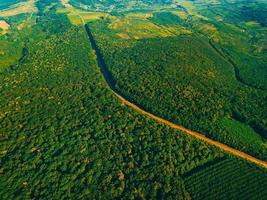luchtfoto drone foto van prachtige groene bossen en weg tijdens zomerdag