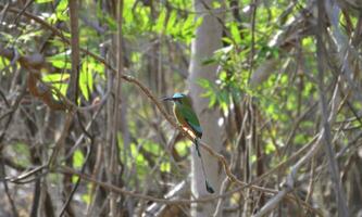 vogel verborgen tussen de takken, groen vogel verborgen in de bomen, Nicaraguaanse nationaal vogel foto