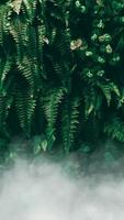 verticale tuin met tropisch groen blad met mist en regen, donkere toon foto