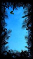 silhouet tropische boom en lege ruimte. foto