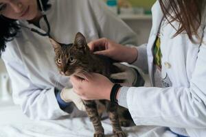 veterinair team voor de behandeling van zieke katten, het handhaven van het diergezondheidsconcept, dierenziekenhuis foto