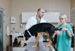 dierenarts en assistent in een dierenkliniek foto