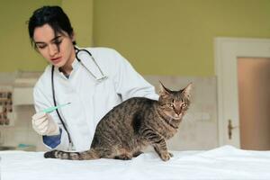 dierenkliniek. vrouwelijk doktersportret in het dierenziekenhuis met schattige zieke kat foto