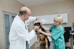 dierenarts en assistent in een dierenkliniek foto