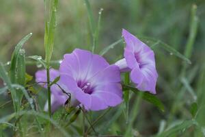 de lavendel bloei van Purper winde gedekt in ochtend- dauw Bij zonsopkomst. foto
