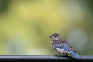 een jong vogel met blauw veren tegen een geelachtig groen achtergrond. foto