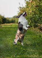 corgi-hond die buiten in appelboomgaard springt foto