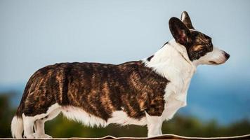 bruine corgi hond foto