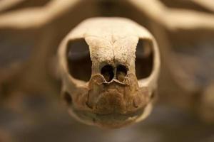 prehistorisch oud dier schildpad skelet fossiel foto