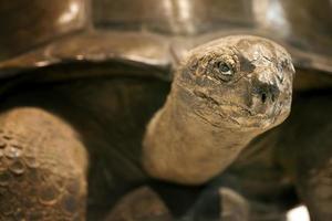 prehistorisch oud dier schildpad skelet fossiel foto