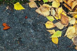 herfst herfst droge bladeren seizoensgebonden flora concept foto