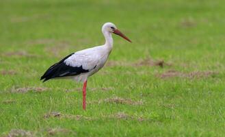 Europese wit ooievaar, ciconia foto