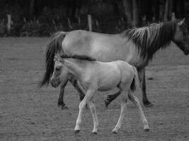 wilde paarden in Westfalen foto