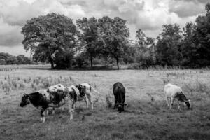 zomer tijd in Westfalen foto