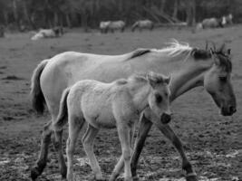 wilde paarden in Westfalen foto