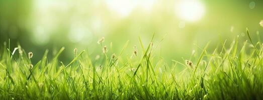 bedauwd vers gras in voorjaar zon. seizoensgebonden weide achtergrond met licht bokeh en kort diepte van veld. ai gegenereerd foto